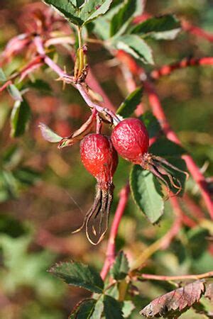 Rosa laxa Retz. – Rose-Biblio