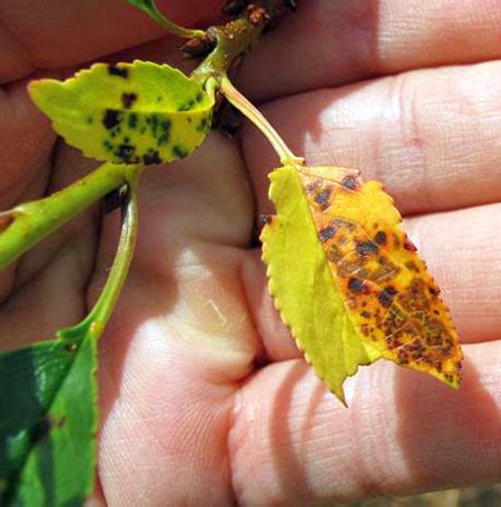 Cherry Tree Leaf Spot Disease