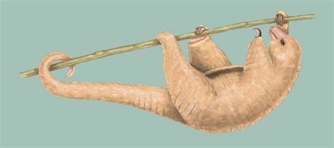 Cyclopedidae - Alchetron, The Free Social Encyclopedia