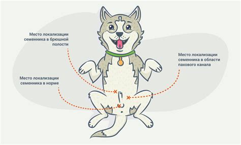 Кастрация котов и собак