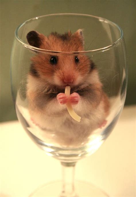A 30 cute and adorable hamster photography collection – Artofit