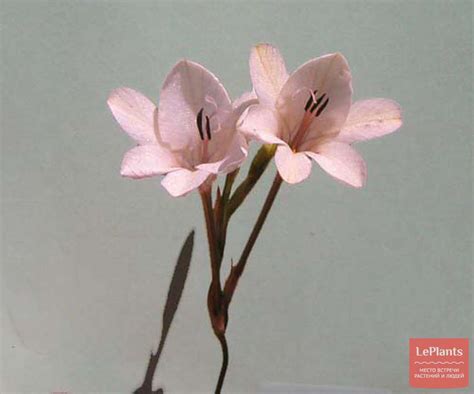 Тритония (Tritonia) — описание, выращивание, фото | на LePlants.ru