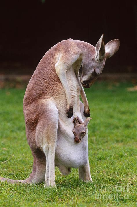 Baby Red Kangaroo