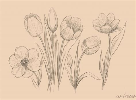 Как нарисовать тюльпан поэтапно карандашом | Flower drawing, Drawings ...