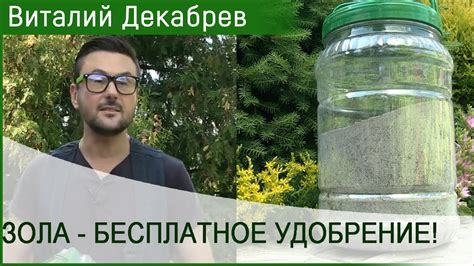 ЗОЛА - БЕСПЛАТНОЕ УДОБРЕНИЕ! КАК ПРАВИЛЬНО ИСПОЛЬЗОВАТЬ ЗОЛУ ДЛЯ ...