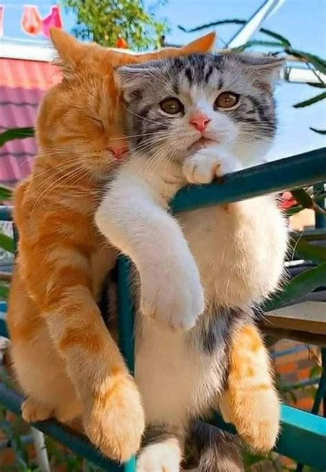 Имена для котят в 2022 г | Клички для кошек, Котята, Кошки