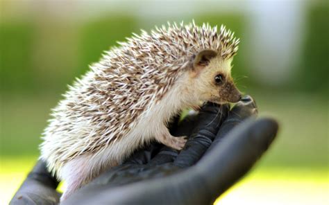 Hedgehog baby #6958894