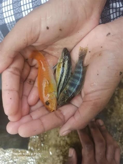 blue morph fish  home size adult  rs piece  mangaluru id