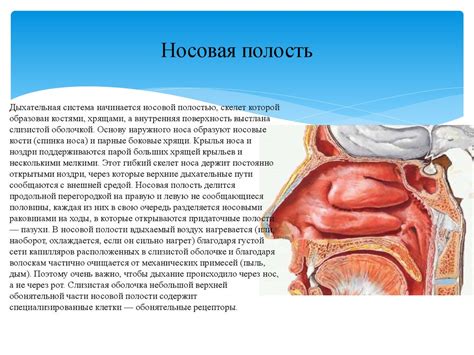 Анатомия и физиология дыхательной системы - презентация онлайн