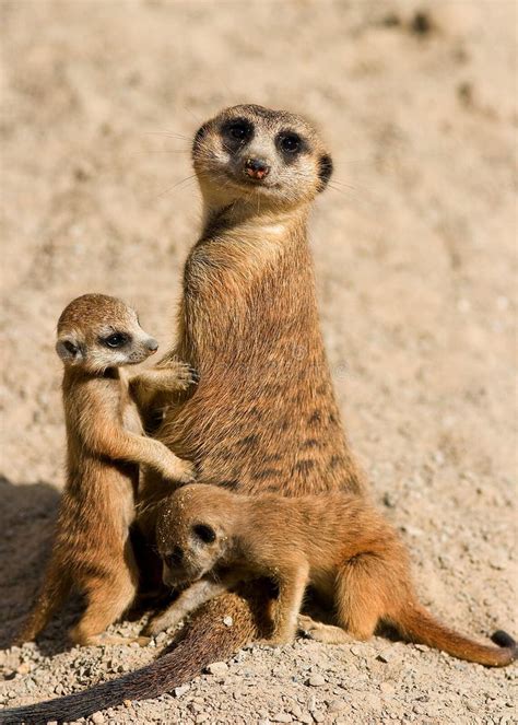 7,591 Meerkat Family Stock Photos - Free & Royalty-Free Stock Photos ...
