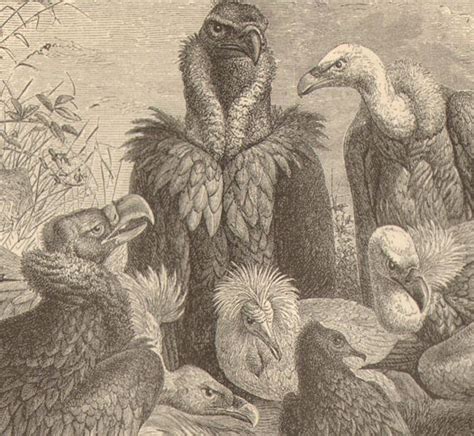 35 best Prehistoric Birds images on Pinterest | Prehistoric, Prehistory ...