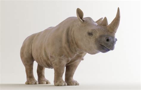 rhino rhinoceros  model  jsdcreative