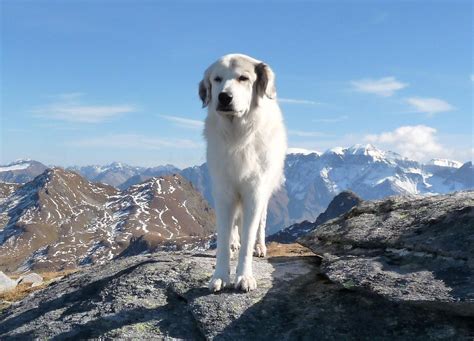 Pin on Х Great Pyrenees Mountain Dog