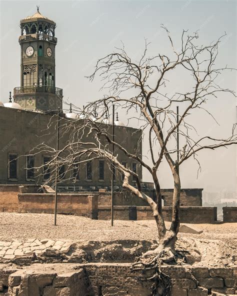 Premium Photo | A dry tree in the heart of cairo in the fortress of