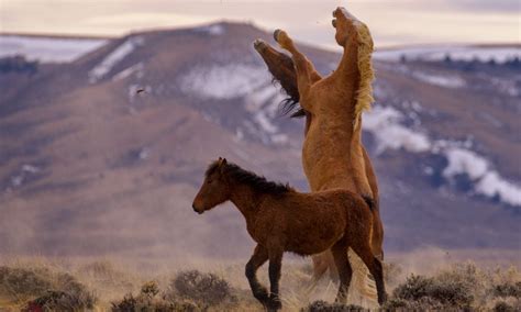 A Quick History of Wild Horses in America