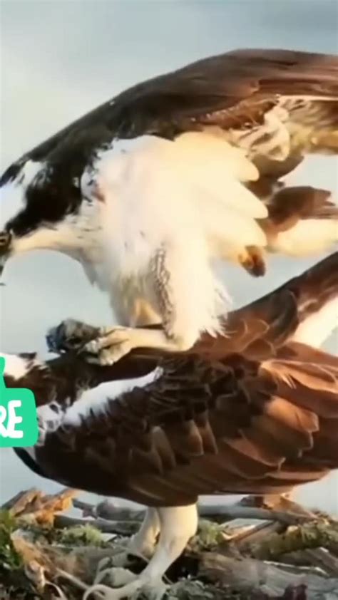 eagle mating - One News Page VIDEO
