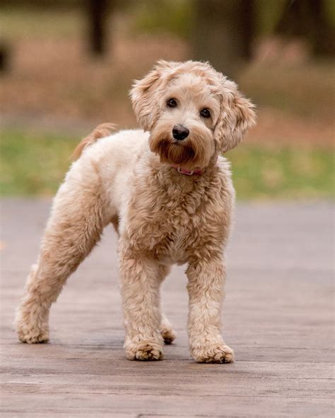 labradoodle dog breed information images characterist vrogueco