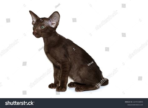 Portrait Funny Chocolatecolored Oriental Kitten Side Stock Photo ...