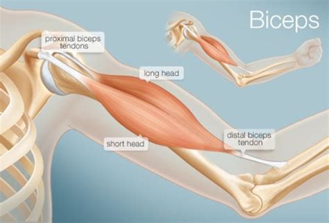 biceps function diagram conditions  biceps muscle anatomy