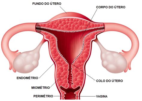 Como É O Útero Por Dentro