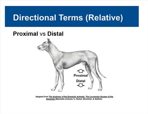 Distal Vs Proximal Anatomy - Anatomy Drawing Diagram