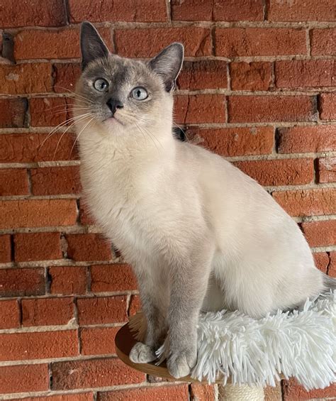Anastasiais adopted! | Happy Cats Haven