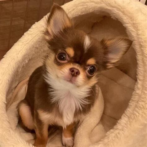 gorgeous fluffy chihuahua puppy postadsph