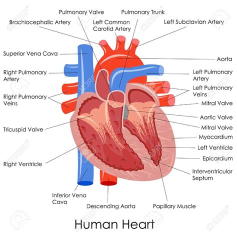 Human Heart Anatomy Diagram - Health Images Reference