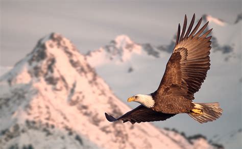 Bald Eagle Facts - WorldAtlas