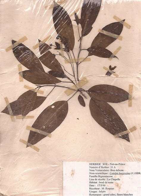 Catalpa longissima | TRAMIL