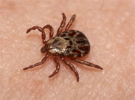 ticks - Travel Europe