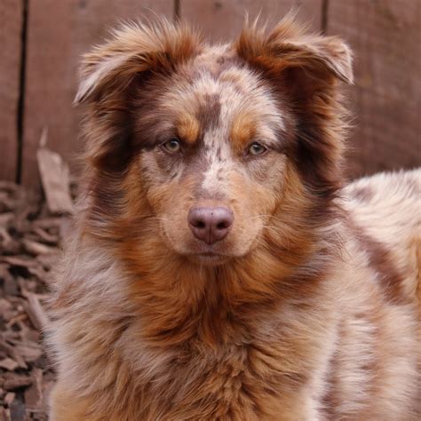 Australian Shepherd Puppies for Sale | Rising Sun Farm