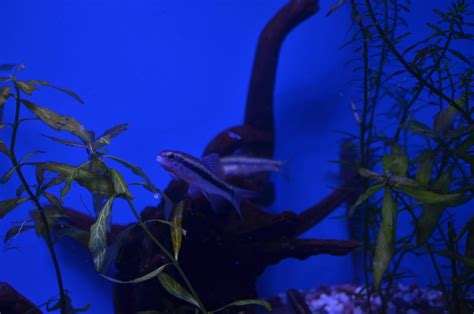 Sarcocheilichthys parvus - ZooChat