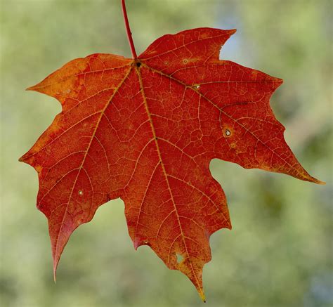 maple leaf