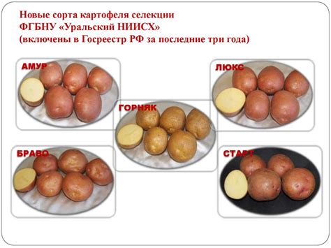 Актуальные вопросы картофелеводства на Урале - презентация онлайн