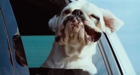Koji Volkswagen je najbolji za vašeg psa? | MarketingITD