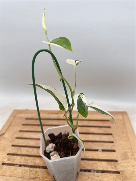 Scindapsus Blue Albo – Signature Tropicals