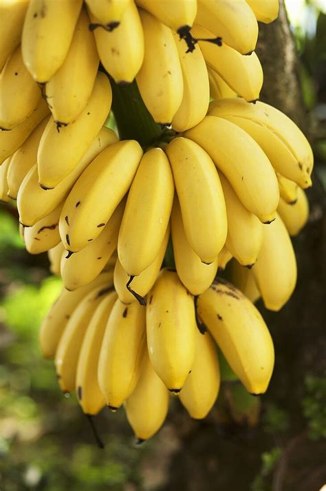 bunch  bananas