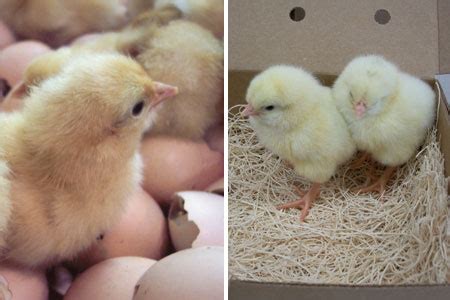 Chicks or Hatching Eggs? What’s the Difference? - Cackle Hatchery