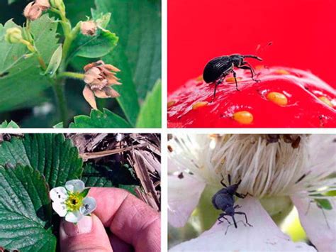 Долгоносик на клубнике. Фото, борьба с ним во время цветения и плодоношения