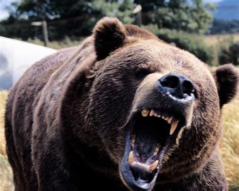 Angry Black Bear | Funny Collection World