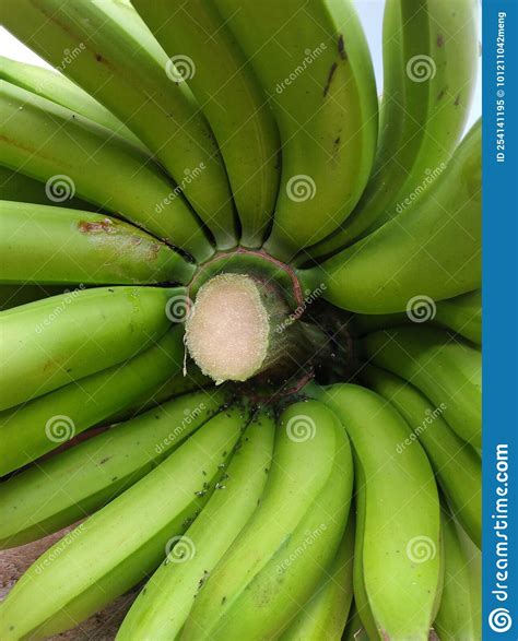 Unripe Bananas Arrangement after Harvest, Typical Tropical Fruits Stock