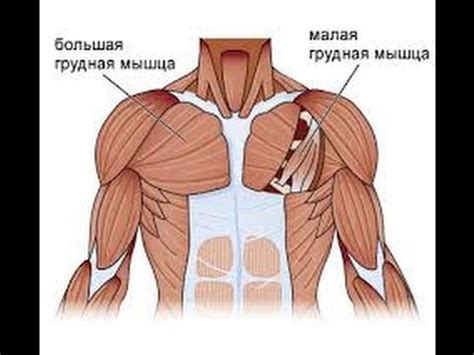 Туннельный синдром и малая грудная мышца - YouTube