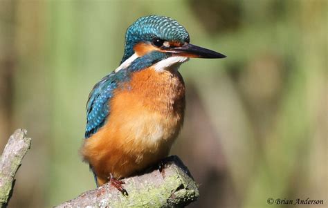 Brian's birding blog: Kingfisher at Grove Ferry Kent
