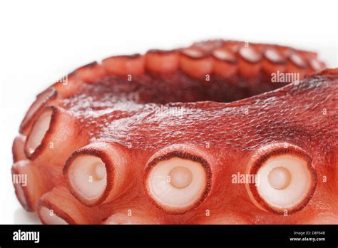 octopus - tentacle Stock Photo - Alamy