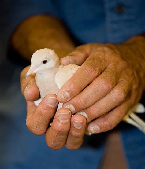 dove - The Nature Connection