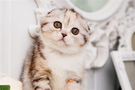 Scottish Fold Munchkin Cat - That Cuddly Cat