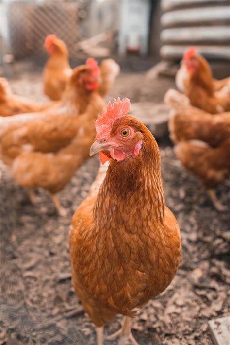 How To Start A Poultry Business In Ghana
