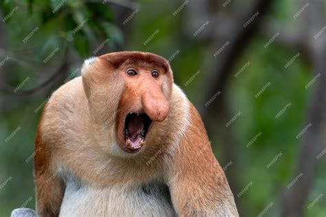 Premium Photo | Portrait of aggressive Male Proboscis Monkey Nasalis ...
