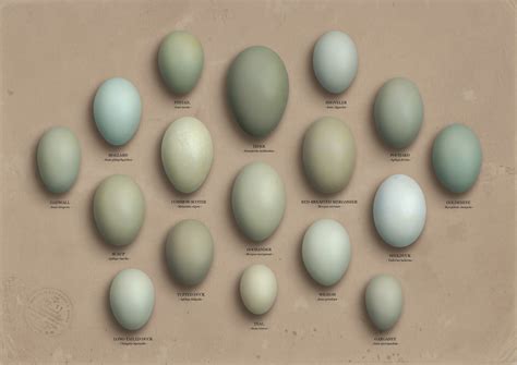 duck egg color chart Egg duck blue paint color robin colors sherwin ...